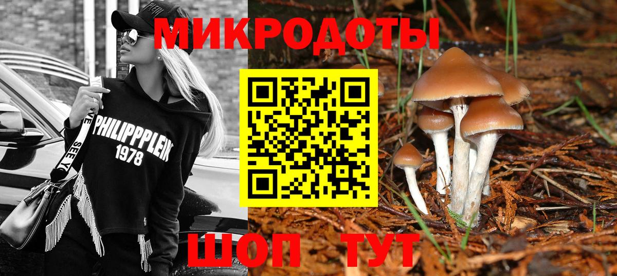 Псилоцибиновые грибы Psilocybe Тара
